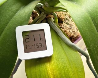 How A lot Humidity Do Orchids Want To Thrive? –Plus Suggestions To Increase Moisture Ranges