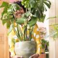 5 Issues You Ought to All the time Do When Bringing Houseplants Again Indoors After Summer season