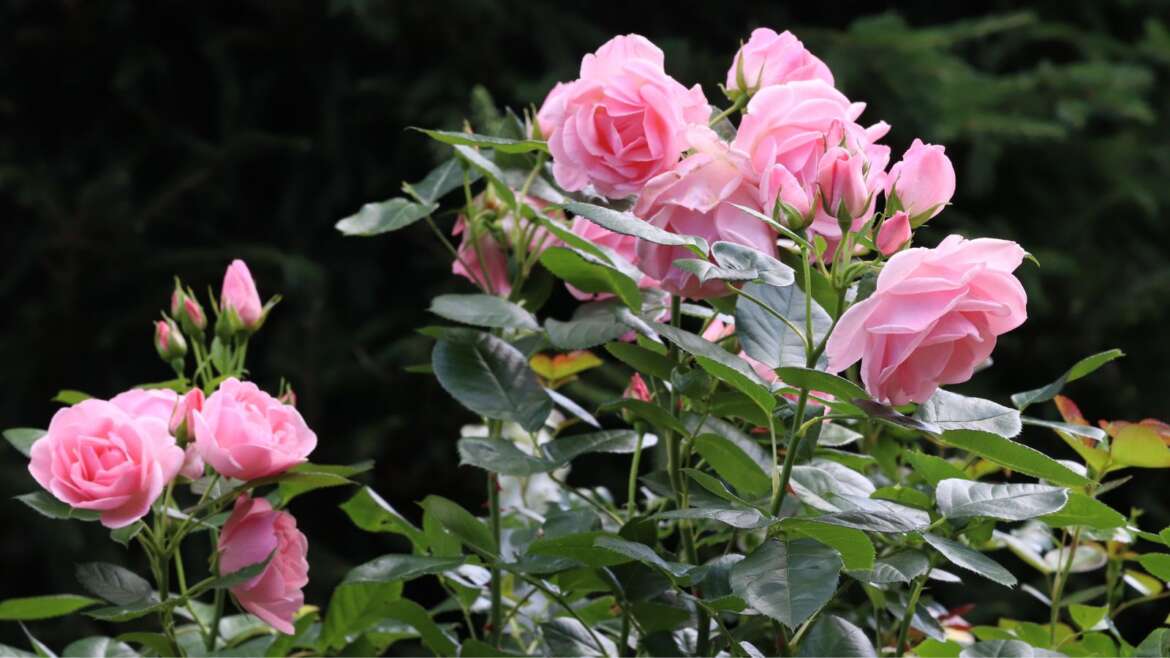 7 Indicators It’s Time To Relocate Your Roses