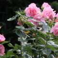 7 Indicators It’s Time To Relocate Your Roses