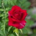 The way to Accumulate and Plant Rose Seeds in 7 Steps