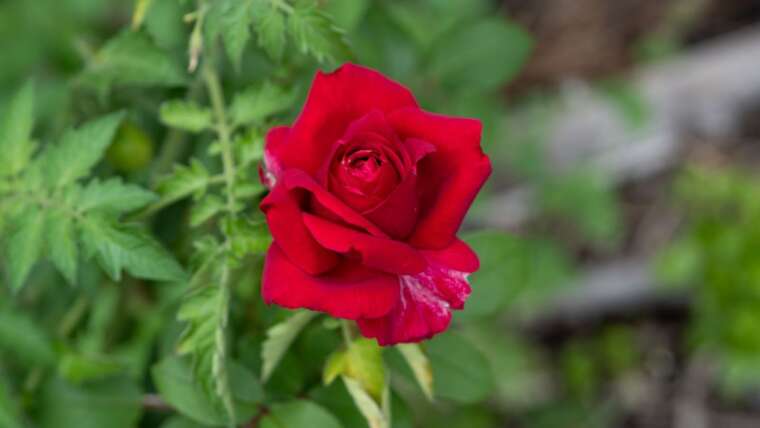 The way to Accumulate and Plant Rose Seeds in 7 Steps