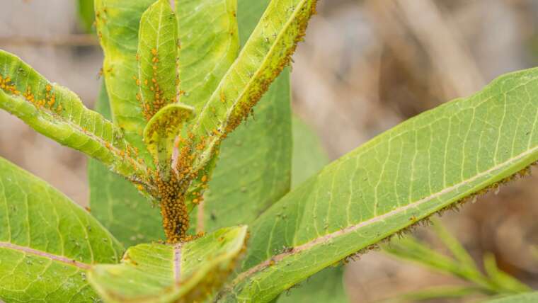 7 Widespread Fall Vegetable Backyard Pests