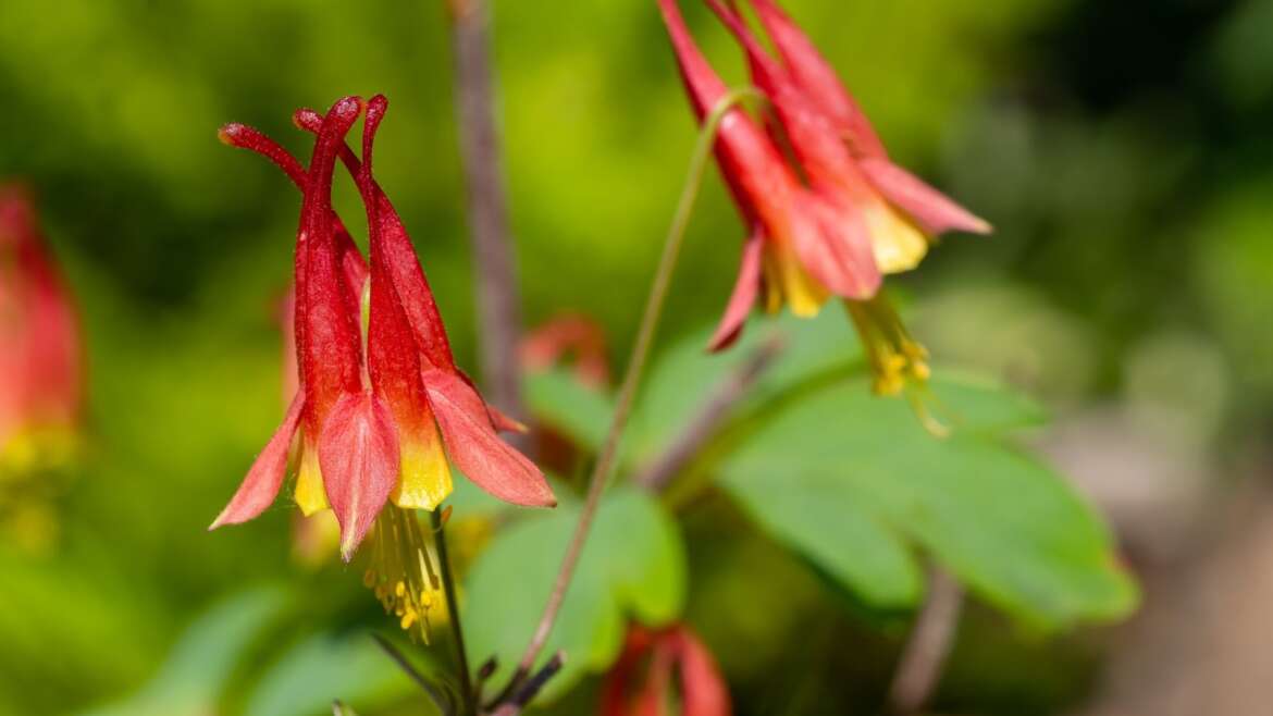 23 Tidy Native Crops That Are Straightforward to Handle