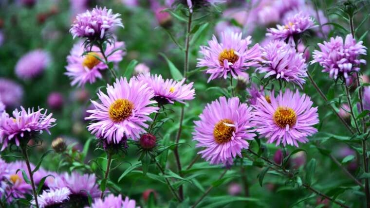 21 Native Wildflowers for Tennessee Gardens