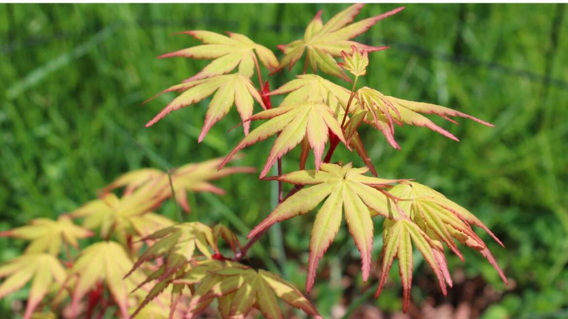 19 Chilly-Hardy Japanese Maple Timber for Cool Climates