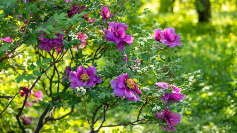 How one can Prune Peonies in 7 Steps