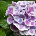 11 Distinctive Hydrangea Varieties to Plant this Fall