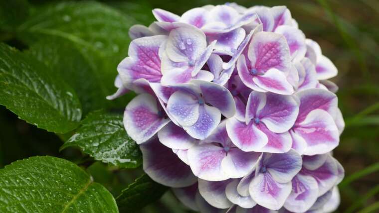 11 Distinctive Hydrangea Varieties to Plant this Fall