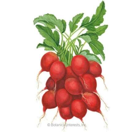 Fall vs. Spring Radishes: Really useful Varieties for Every Season