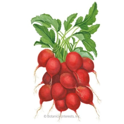 Fall vs. Spring Radishes: Really useful Varieties for Every Season