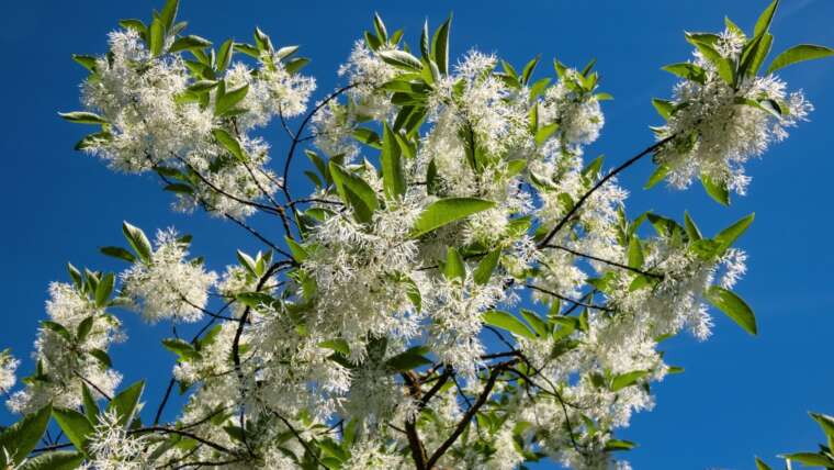 15 Bushes to Plant in September