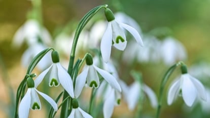 When and How To Plant Snowdrop Bulbs for Early Blooms