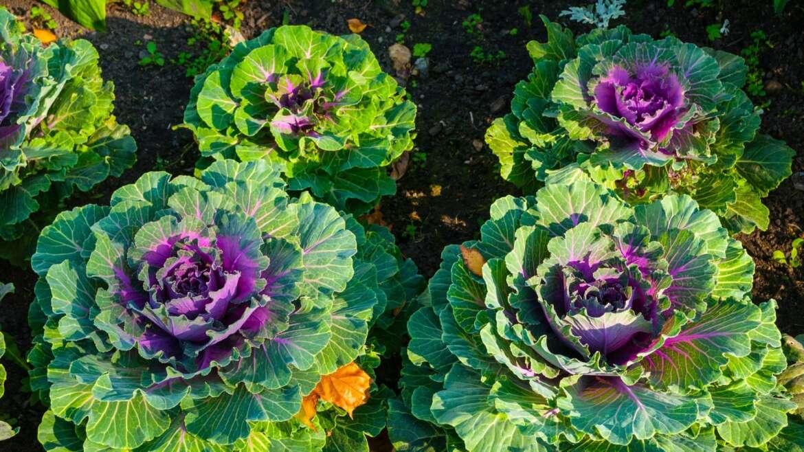 11 Kinds of Decorative Cabbage for Your Fall Backyard