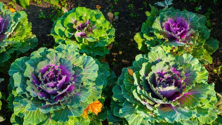 11 Kinds of Decorative Cabbage for Your Fall Backyard