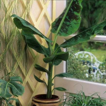 21 Child-Pleasant Houseplants for Your Budding Plant Fanatic