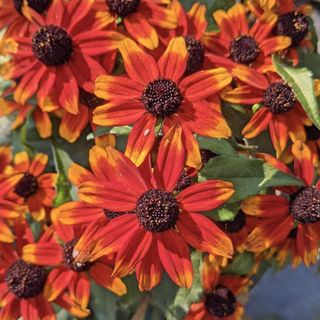 10 Sensational Black-Eyed Susan Varieties – For Months Of Magnificant Fall Colour