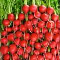 What To Plant After Tomatoes: 6 Second Crops To Delay The Rising Season