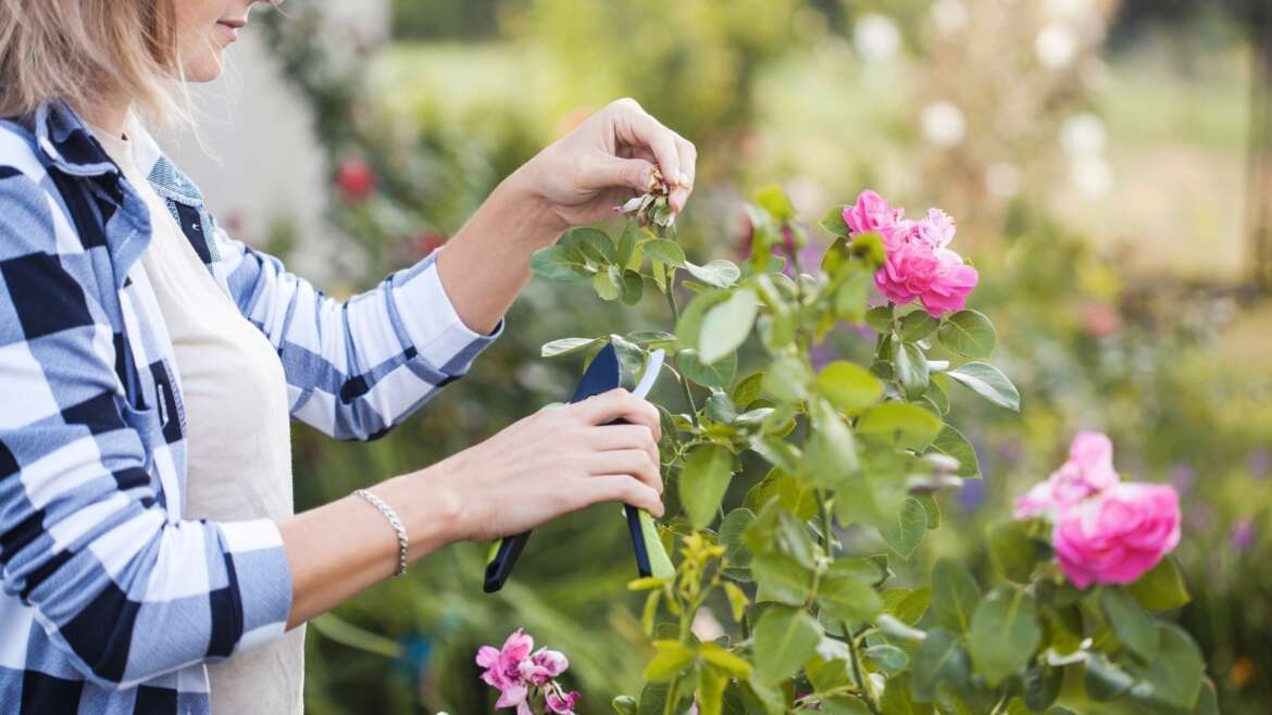 10 Professional Ideas For Treating Powdery Mildew on Roses