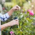 10 Professional Ideas For Treating Powdery Mildew on Roses