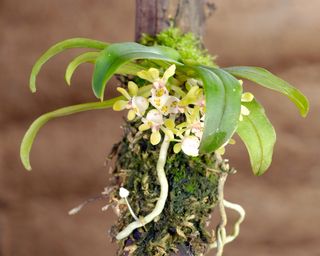 Mounting An Orchid: A Step-By Step Information For Making Beautiful Shows