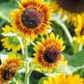 eight Flower Seeds To Harvest In September – To Develop An Infinite Provide Of Blooms