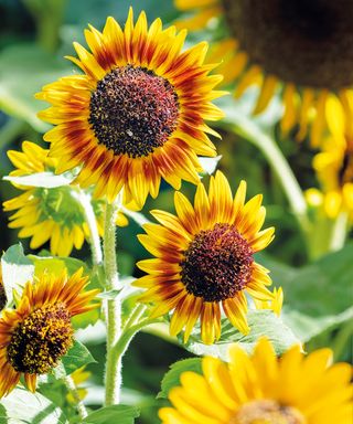 eight Flower Seeds To Harvest In September – To Develop An Infinite Provide Of Blooms