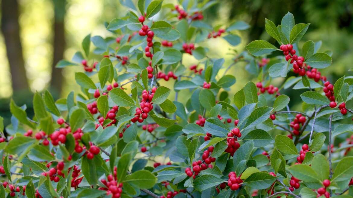 21 Decorative Crops with Fall Berries