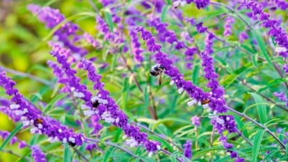 Learn how to Plant, Develop, and Look after Mexican Bush Sage