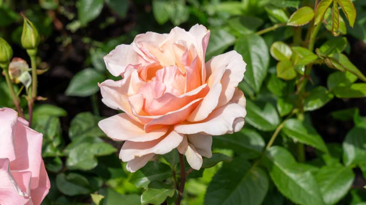 17 Finest Shrub Roses to Plant in September