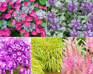 5 Colourful Planting Recipes For Joyful Backyard Beds And Containers