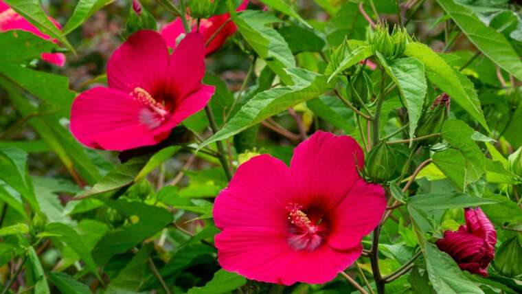 What Form of Hibiscus Comes Again Each 12 months?