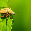 Rose Chafer Beetles: Identification and Administration