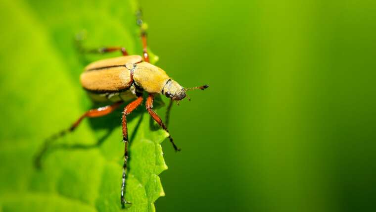 Rose Chafer Beetles: Identification and Administration