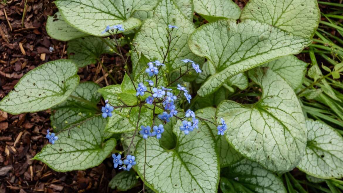 11 Hosta Alternate options For Your Shade Backyard