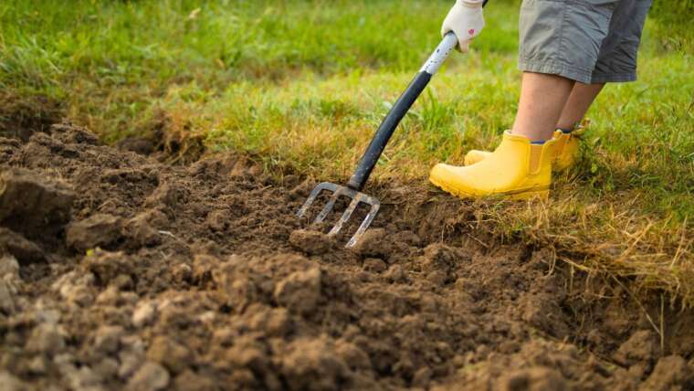 The best way to Begin a Vegetable Backyard in Zone eight