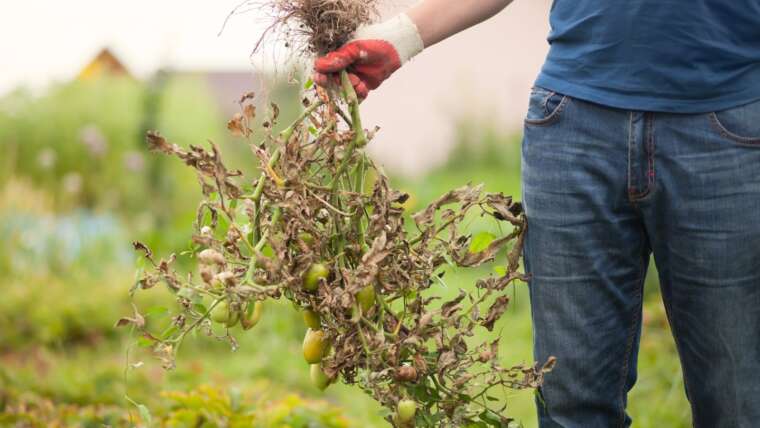 Maintain These 9 Issues out of Your Compost Pile