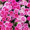 Fairly In Pink: 12 Of The Very Greatest Pink Flowers To Develop In Your Backyard