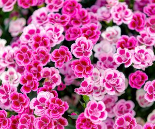 Fairly In Pink: 12 Of The Very Greatest Pink Flowers To Develop In Your Backyard