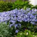 Flowering Natives For Shade: 6 Flowering Native Shade Vegetation For A Sustainable Backyard