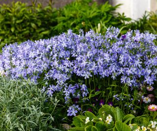 Flowering Natives For Shade: 6 Flowering Native Shade Vegetation For A Sustainable Backyard