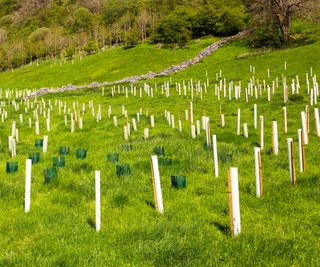 Fight Local weather Change With A Mini Miyawaki Forest: How Tiny Forests Make A Massive Influence