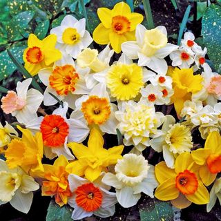 7 Spring Bulbs To Plant In October – For A Dazzling Show Of Shade