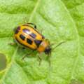 7 Frequent Bean Pests to Look For This Season