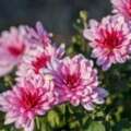 Do Chrysanthemums Present Pure Pest Management?