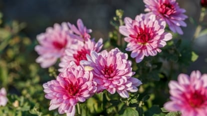 Do Chrysanthemums Present Pure Pest Management?