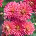 eight Fall-Blooming Flowers For Entrance Yards – Most Curb Attraction Assured