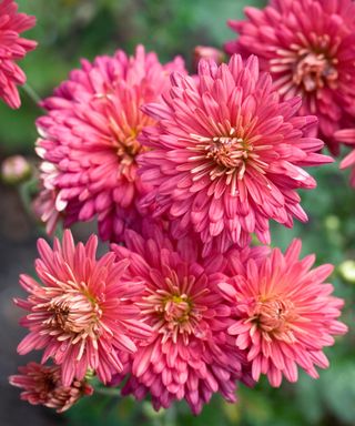 eight Fall-Blooming Flowers For Entrance Yards – Most Curb Attraction Assured