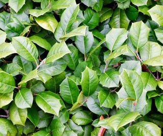 eight Low-Upkeep Evergreen Shrubs That Look Implausible All Yr