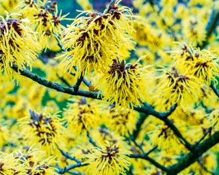 eight Winter-Flowering Shrubs To Plant In Fall –For A Burst Of Joyful Shade In The Bleakest Months